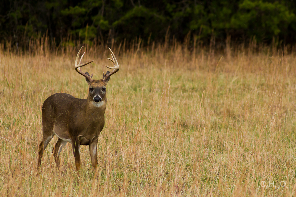 IMAGE: http://www.guvmentcheese.com/jd0gg/tenn/1137-8577.jpg