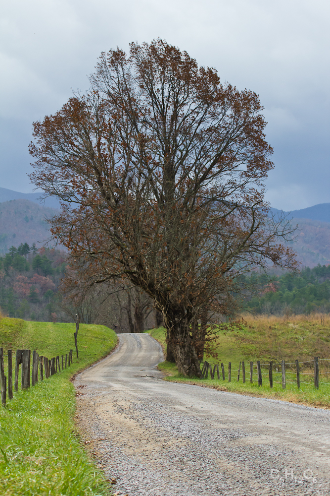 IMAGE: http://www.guvmentcheese.com/jd0gg/tenn/1137-8665.jpg