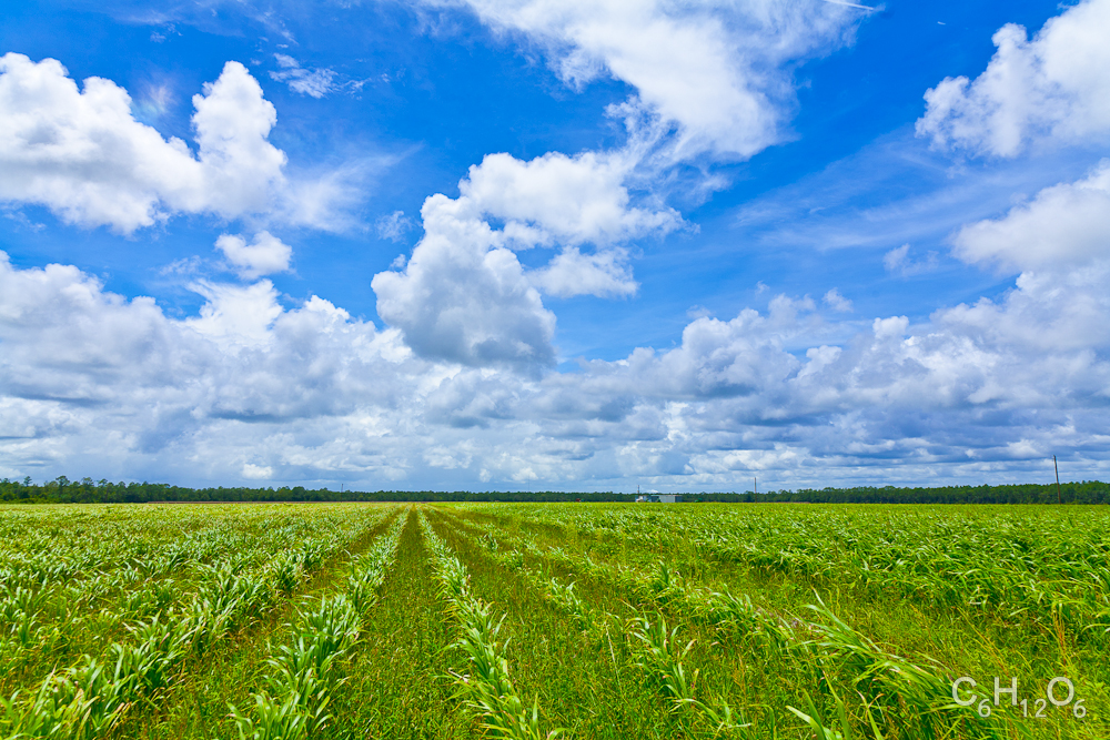 IMAGE: http://www.guvmentcheese.com/jdogg/photos/pal/1137-3865.jpg